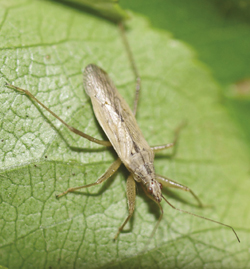 Photograph of adult nabid bug.